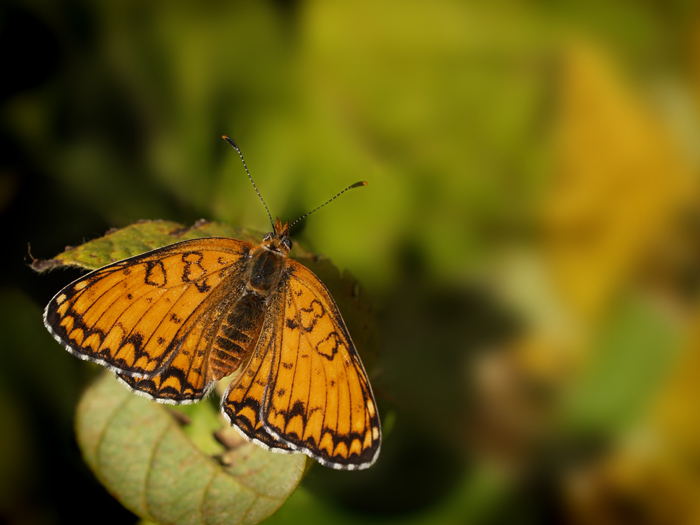 Melitaea phoebe